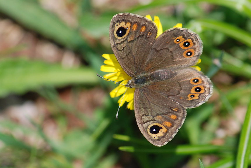 Lasiommata petropolitana